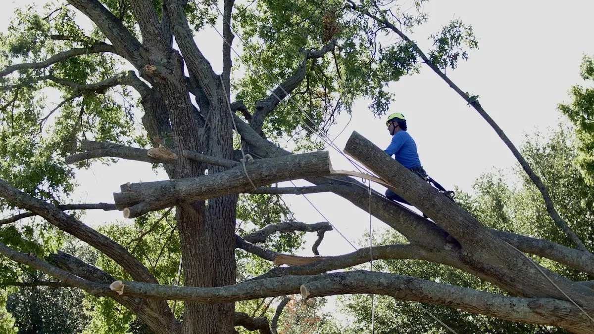 Professional Hazardous Tree Removal performed by certified arborists in Idanha